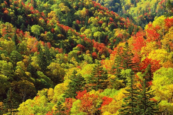 Todas las pinturas de otoño en un solo cuadro