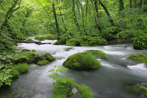 The stream is like a fog in the forest