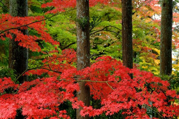 Tree trunks in colorful leaves