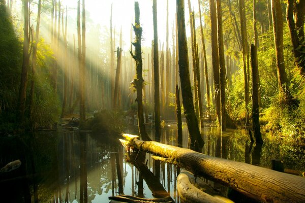 Los rayos a través de las coronas iluminan el lago del bosque