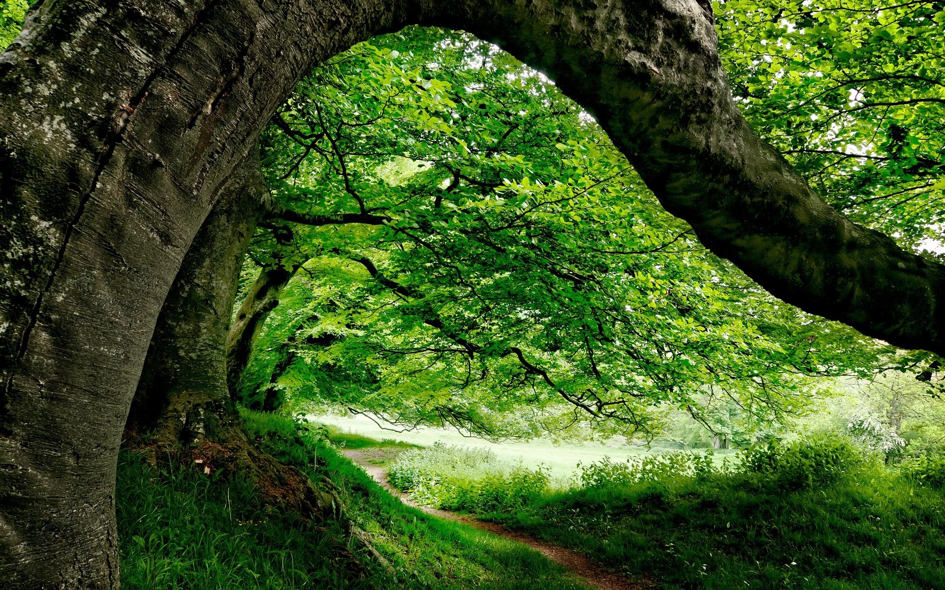 europe tree wood nature leaf park landscape environment outdoors lush grass flora summer trunk growth moss branch