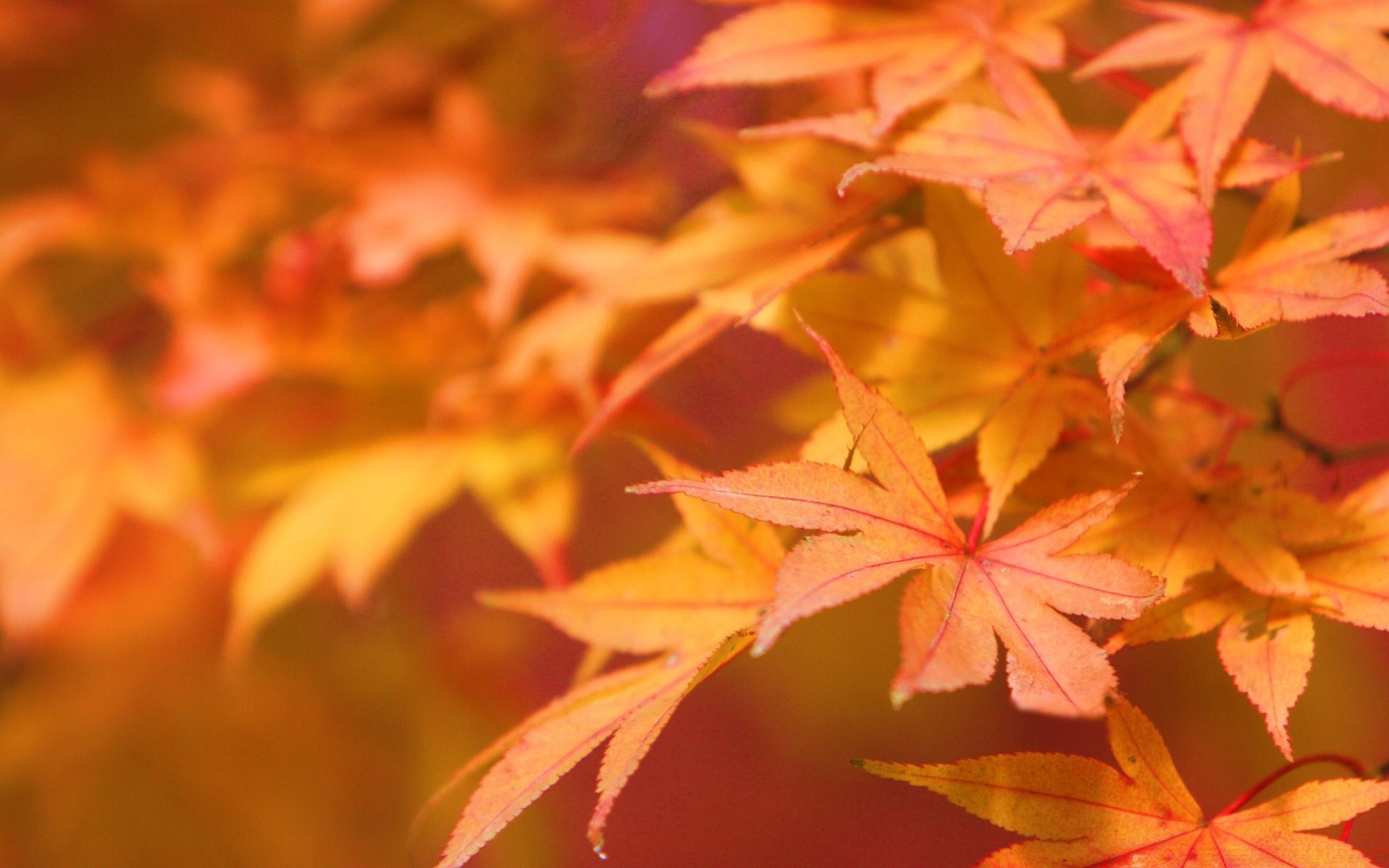 asie automne feuille érable nature saison lumineux flore couleur à l extérieur parc arbre beau temps bureau luxuriante