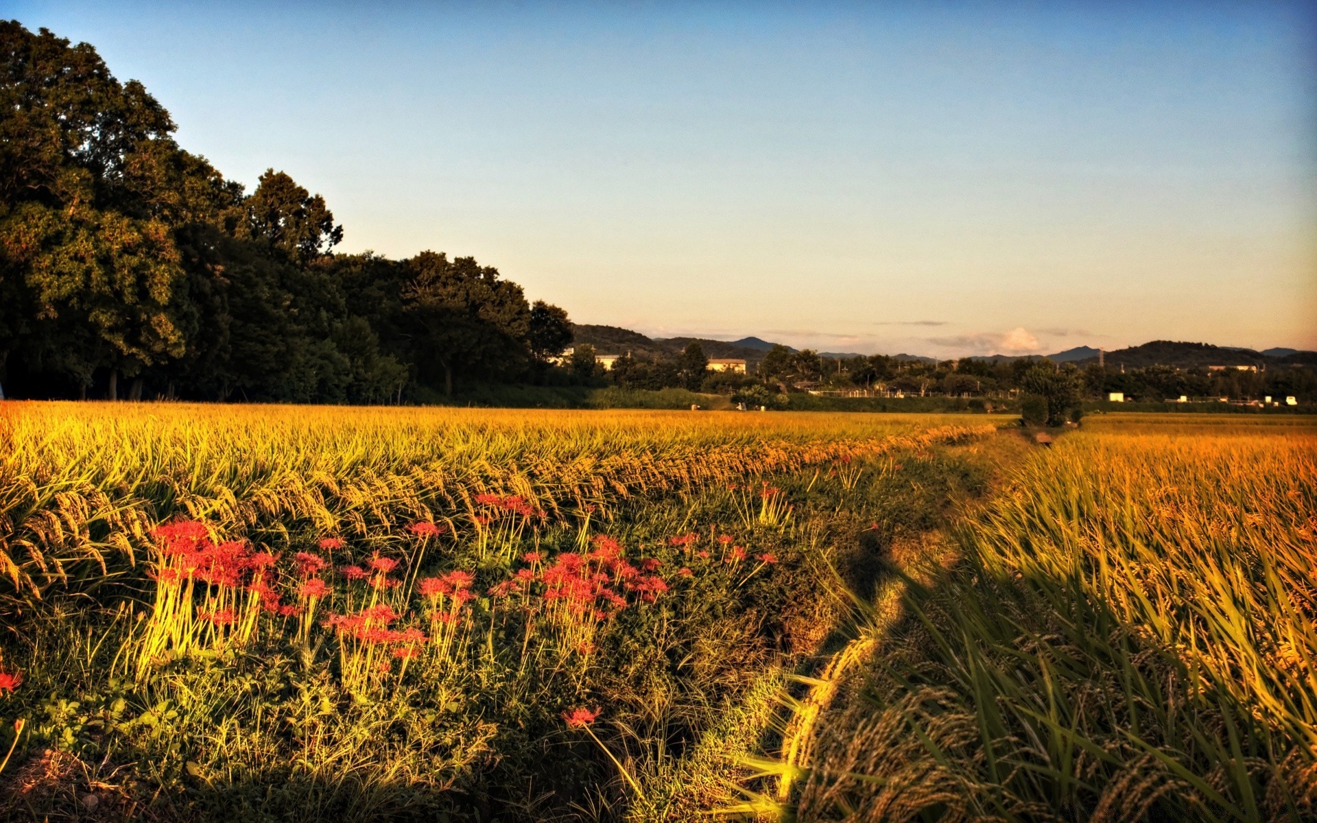 asie paysage en plein air agriculture terres cultivées coucher de soleil nature ciel champ voyage aube scénique campagne rural soir ferme croissance