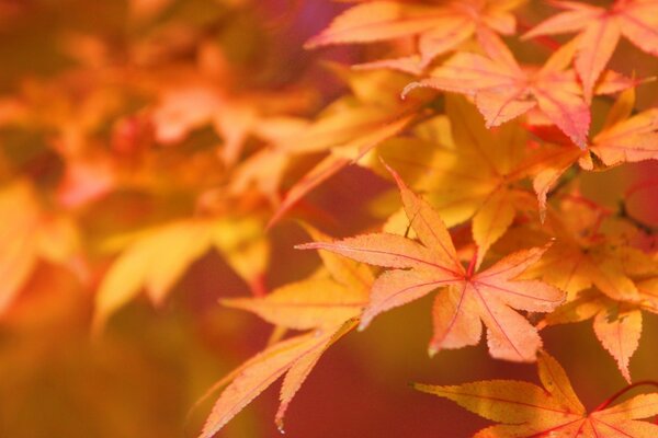 Maple leaves are beautiful in autumn