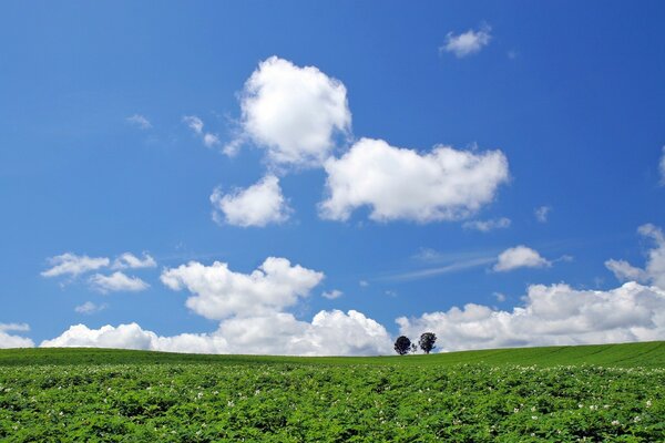 Bleu ciel bleu avec des champs verts