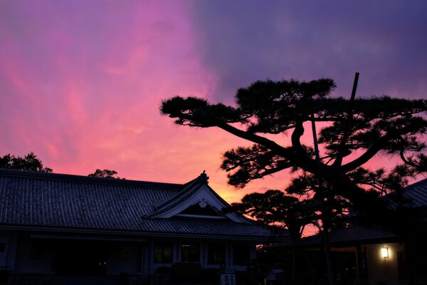 The silhouette of a tree against the background of a pale pink sunset sky