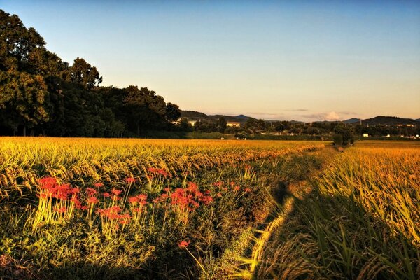 The beauty of Asian lands , landscape