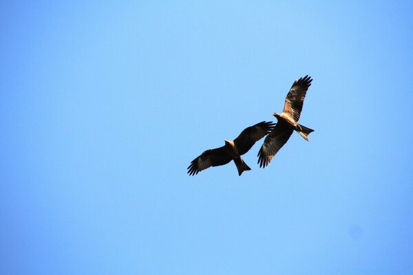Two eagles soar in the sky