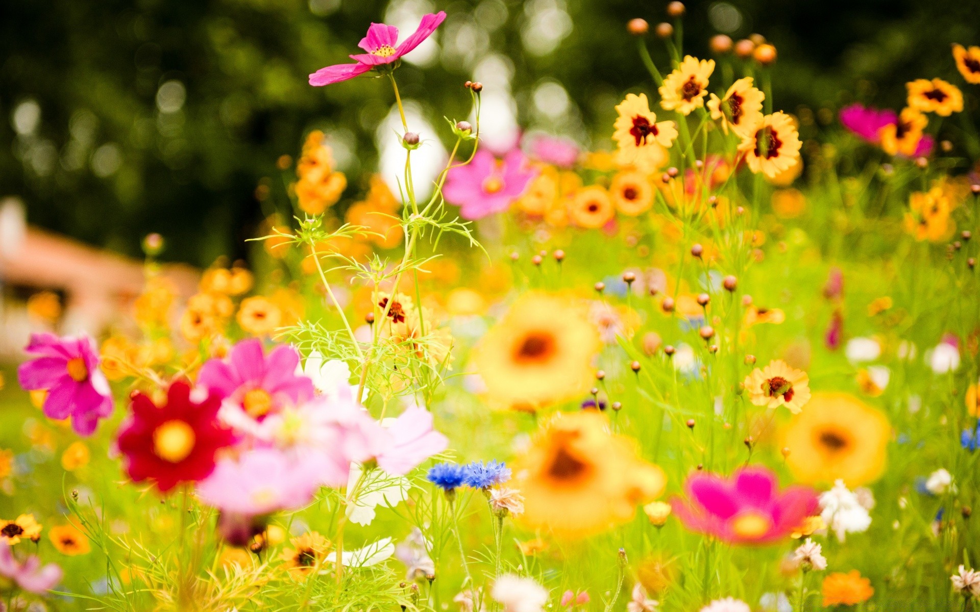 europe flower nature summer garden flora field blooming bright color floral hayfield fair weather growth petal grass leaf season outdoors sun