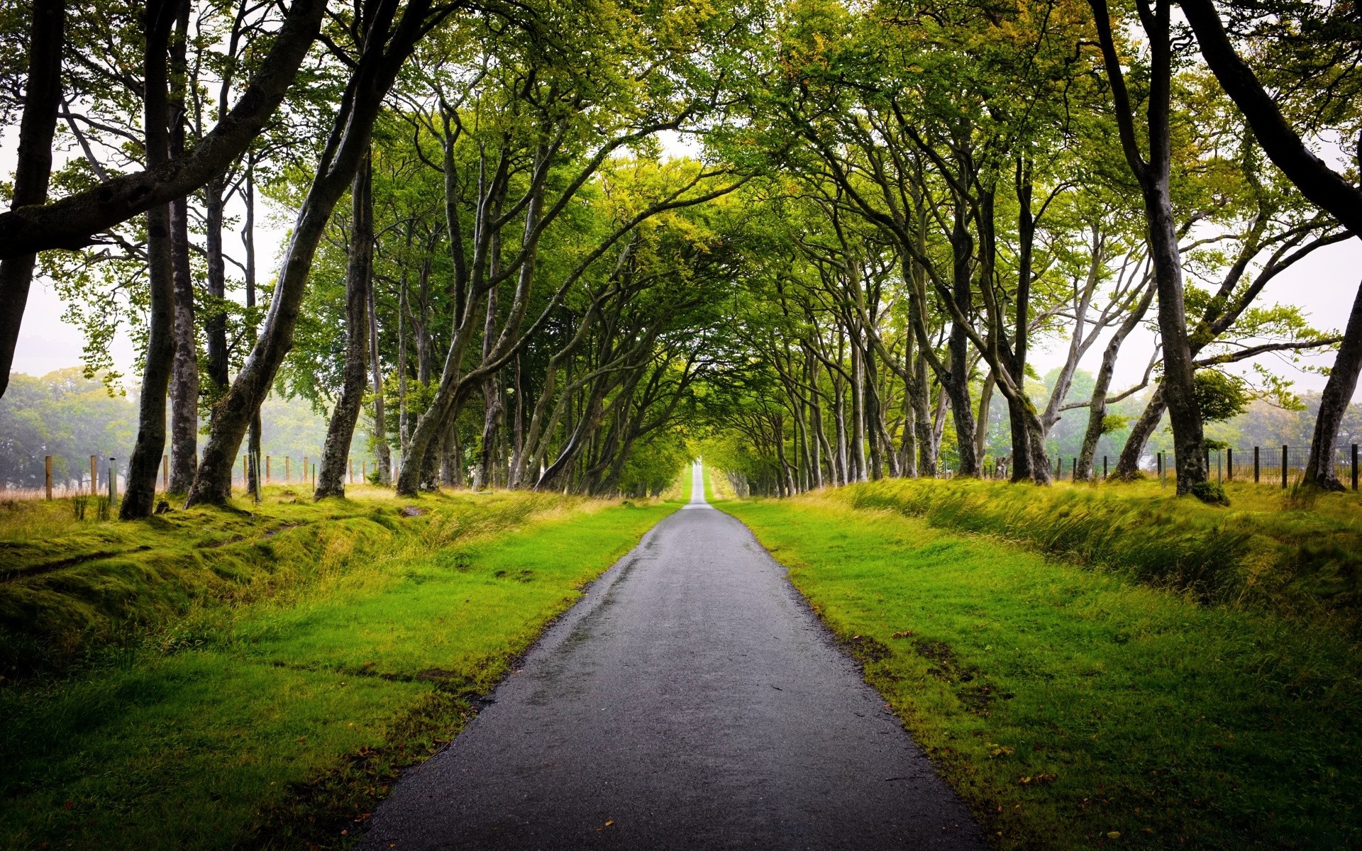 europe road guidance tree landscape wood nature leaf park lane footpath grass rural alley country perspective environment countryside scenic fair weather