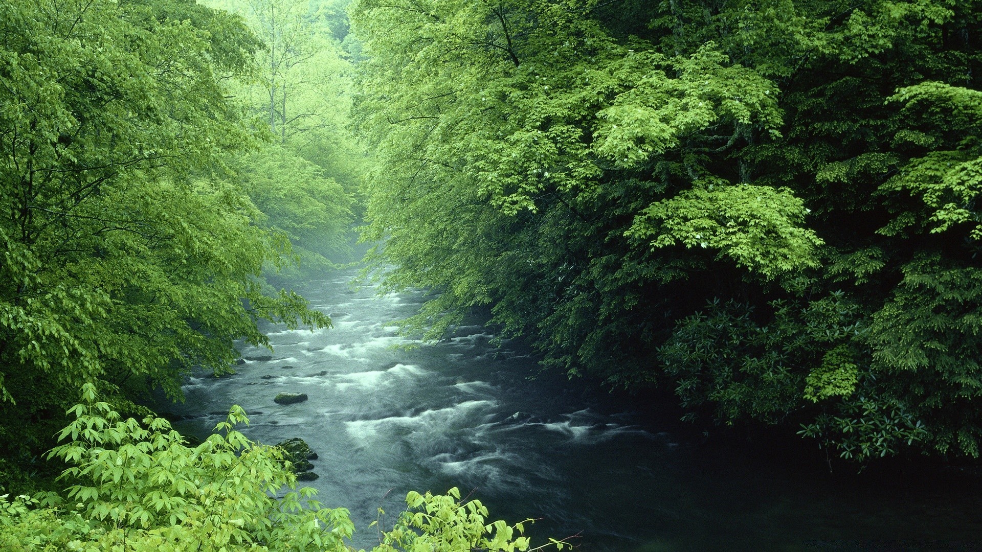 europa madera naturaleza agua hoja árbol paisaje exuberante al aire libre río medio ambiente viajes verano luz del día escénico parque selva tropical