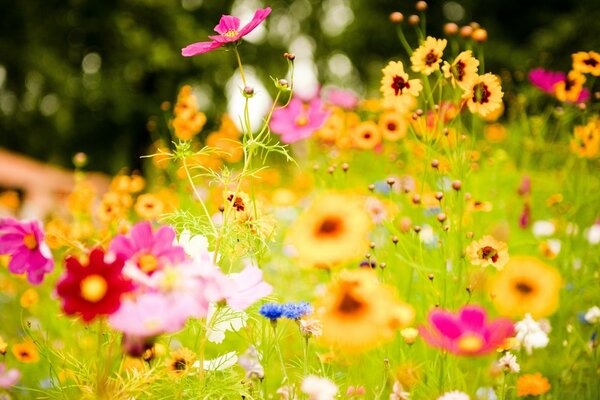 Flores de verano brillantes en el Jardín