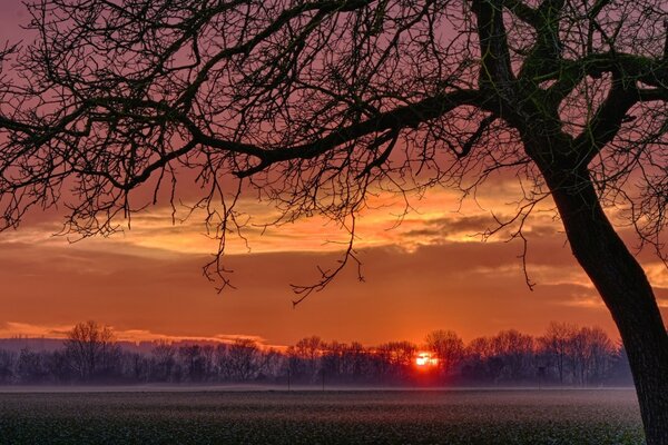 Landschaft der Bäume auf dem Hintergrund der Morgendämmerung