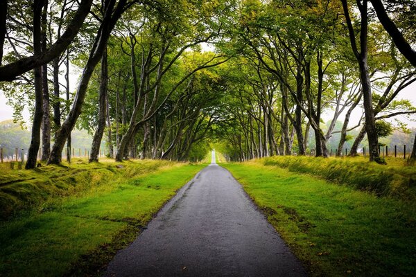 La route entre les arbres. Beauté irréelle