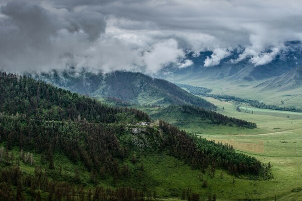 Tichi cover a huge forest