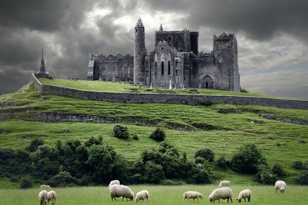 A walk of a flock of sheep at the castle on the hill