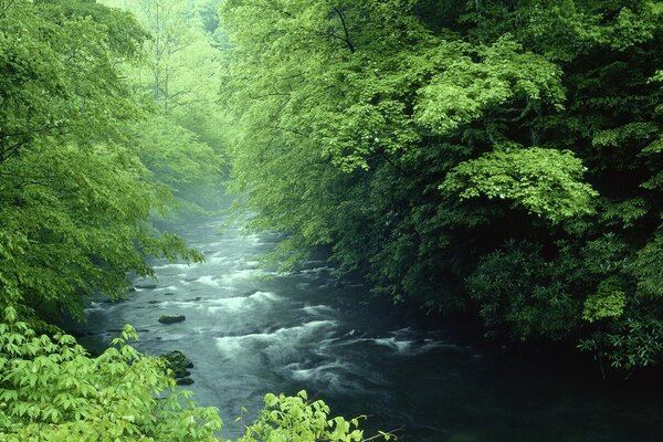 Río en medio del bosque verde