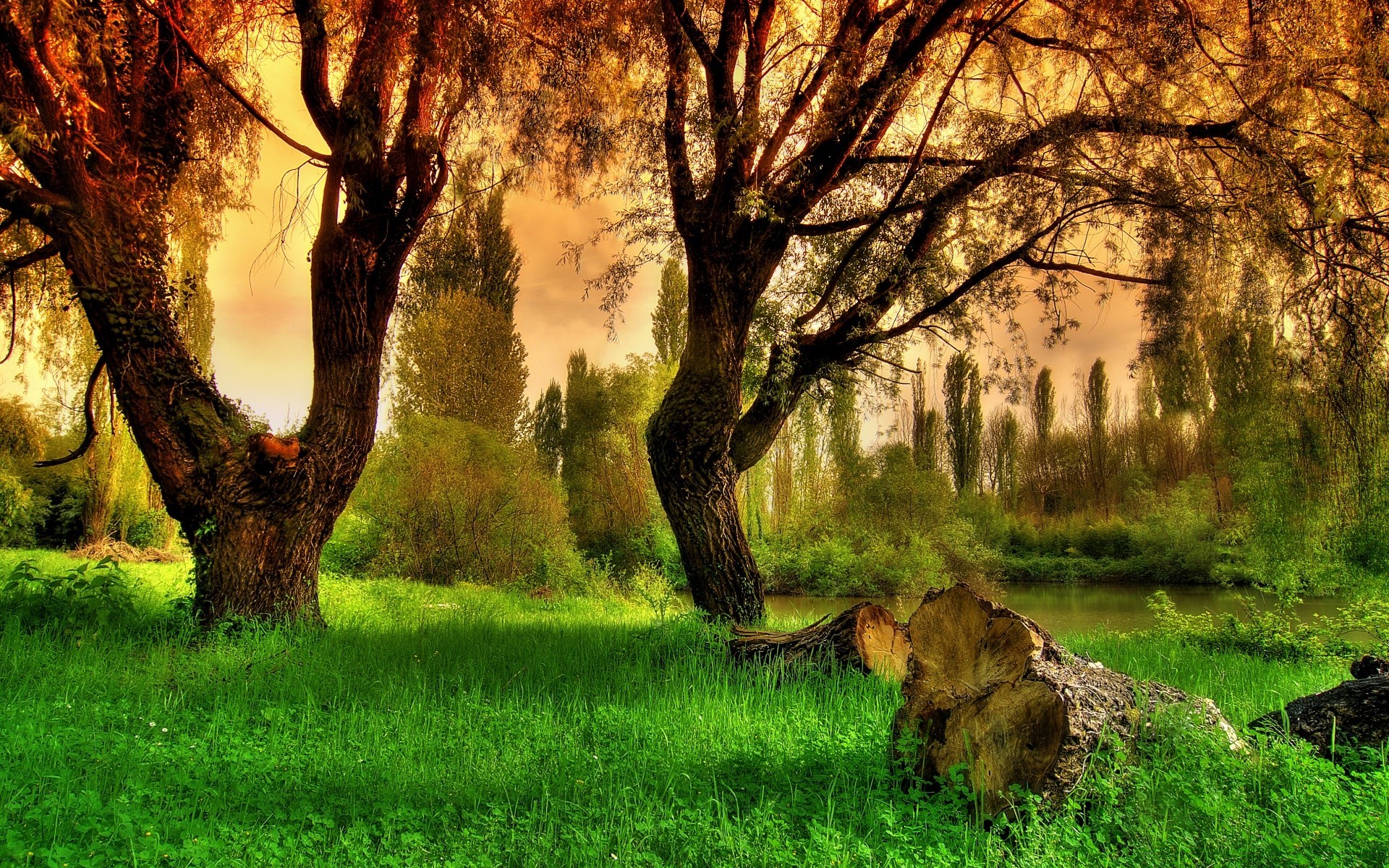 europa albero natura erba paesaggio legno parco all aperto