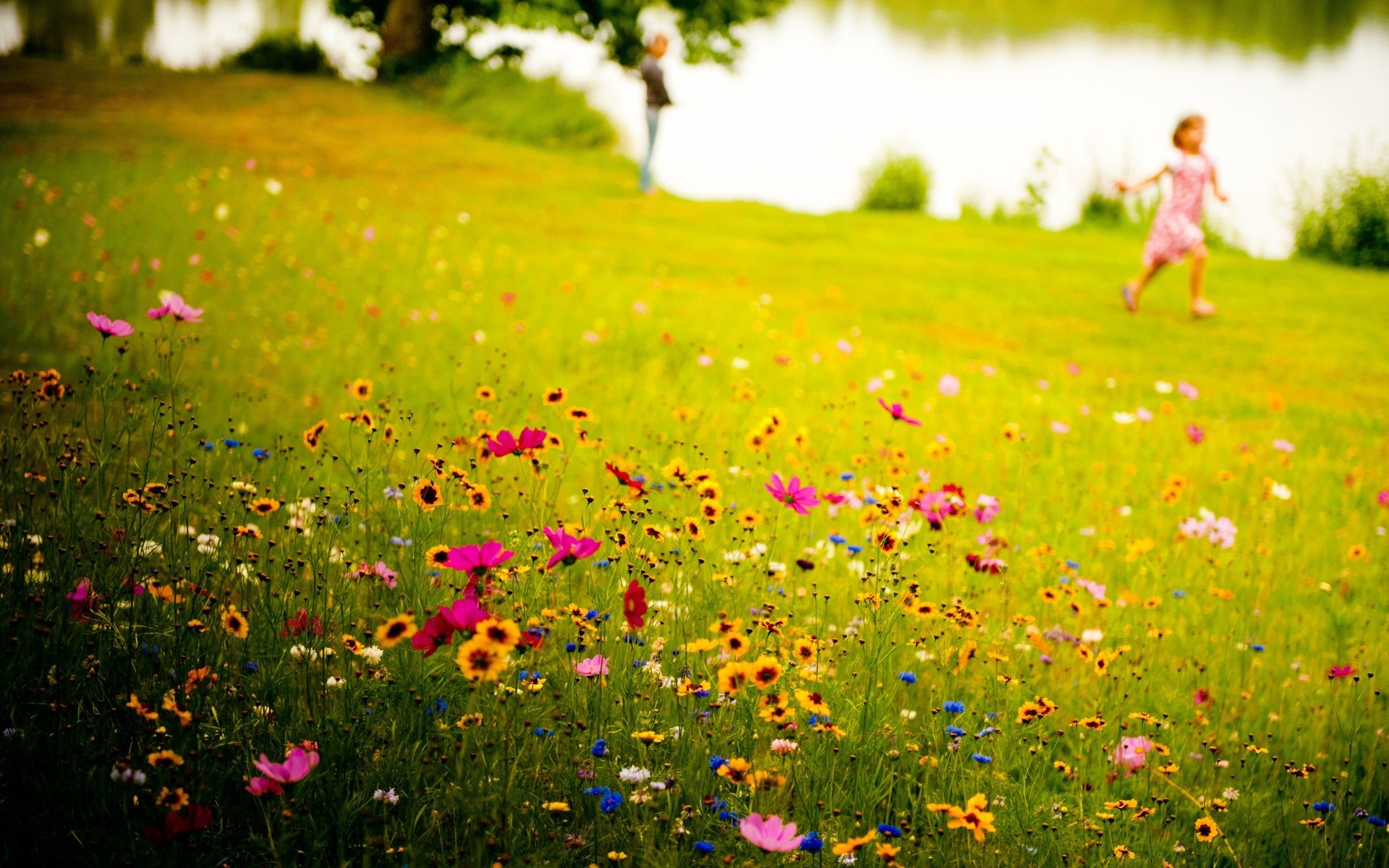 europe summer flower nature grass hayfield field outdoors rural countryside fair weather sun bright