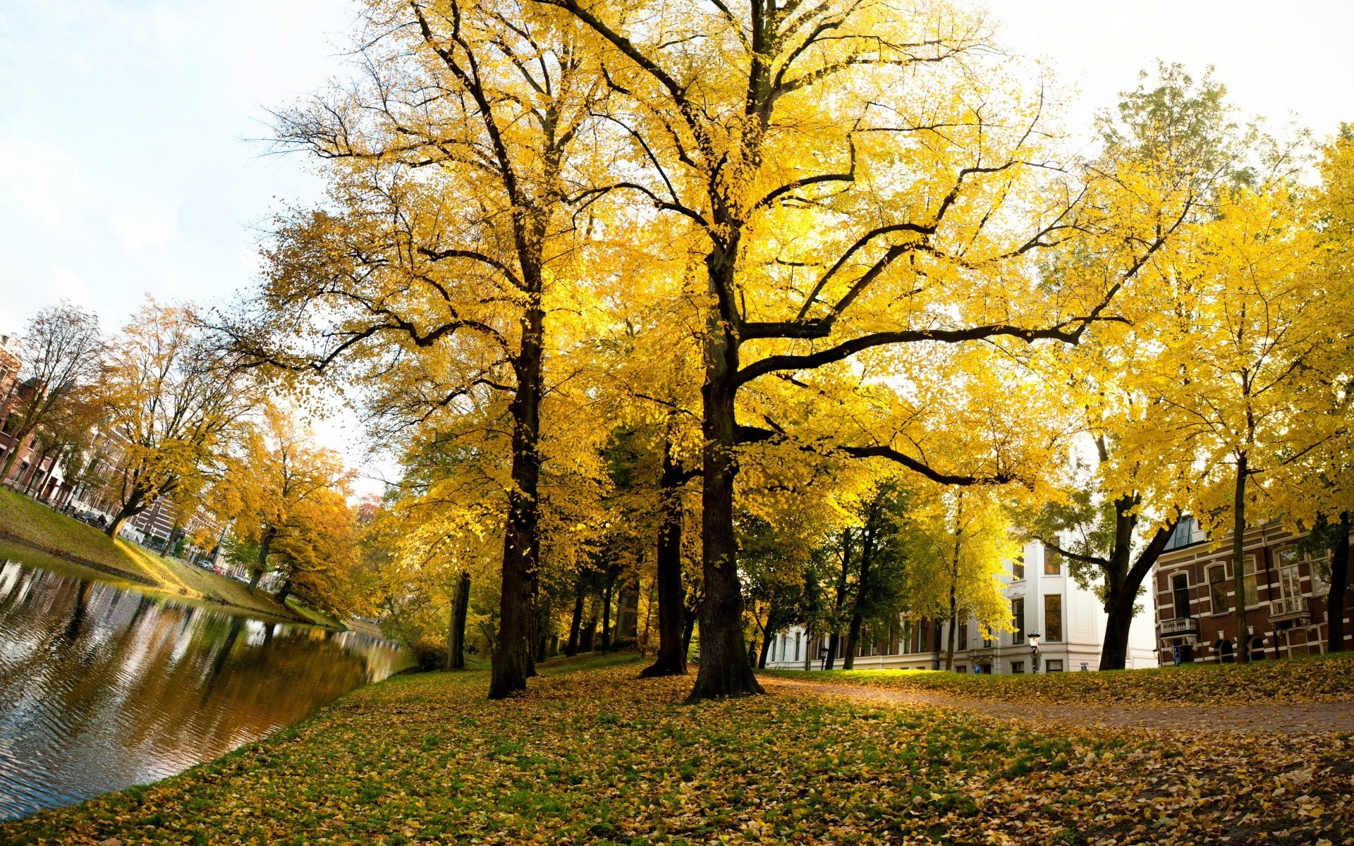 europa herbst baum blatt park landschaft holz saison natur landschaftlich landschaftlich zweig im freien landschaft straße gutes wetter gasse führung ahorn landschaft