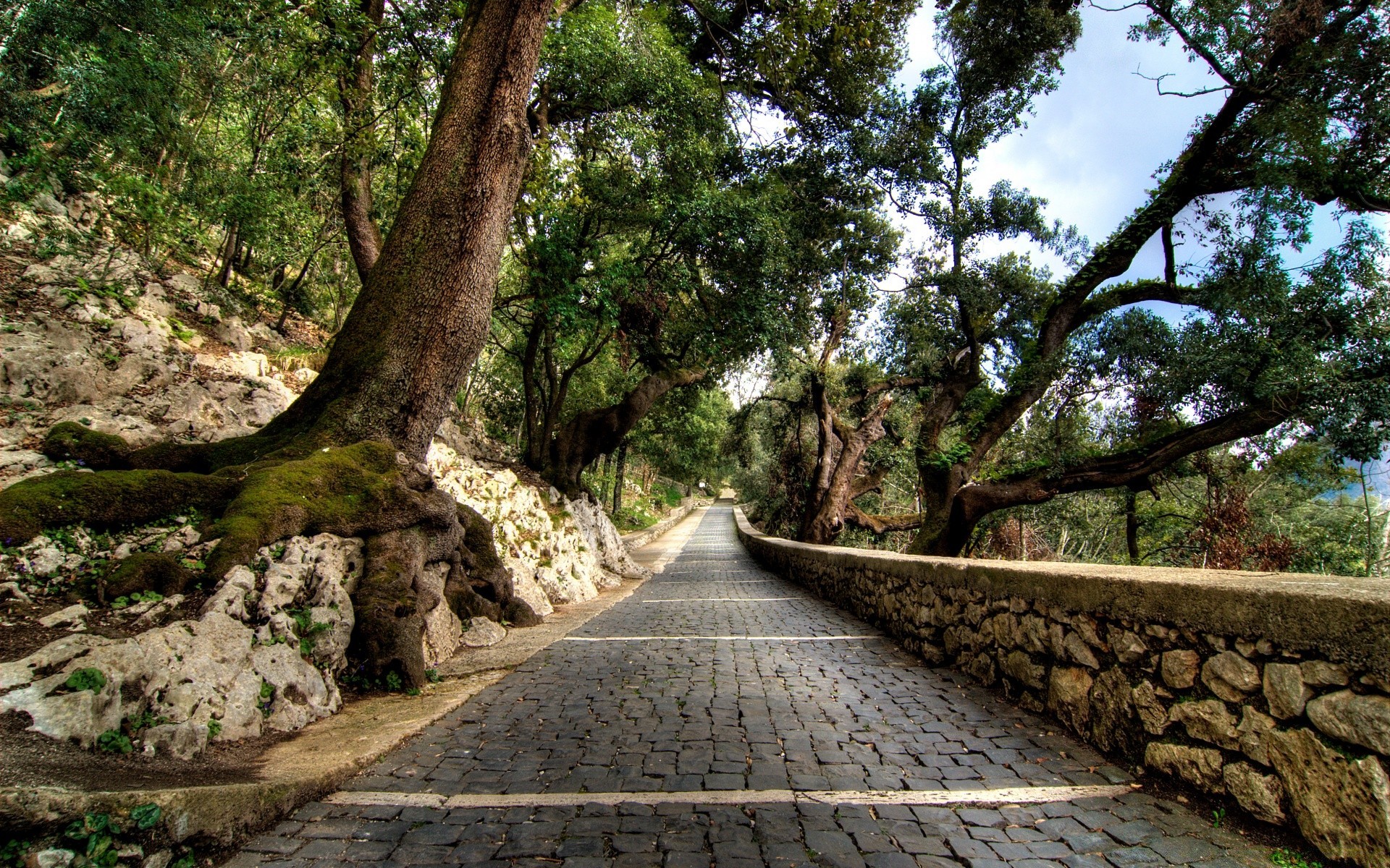 avrupa ağaç ahşap doğa rehberlik yol manzara park yaprak seyahat patika açık havada iz çevre flora yaz kırsal kırsal çimen doğal