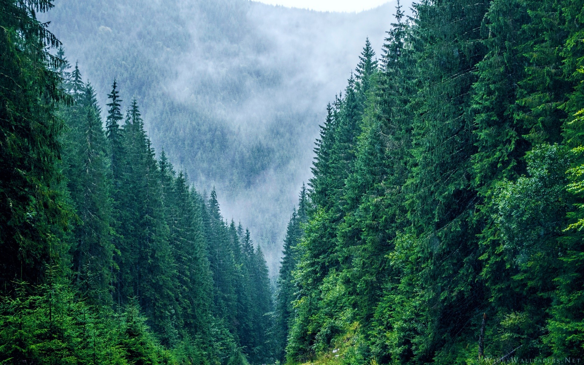 europa legno legno natura conifere all aperto montagna evergreen paesaggio scenic viaggi estate luce del giorno