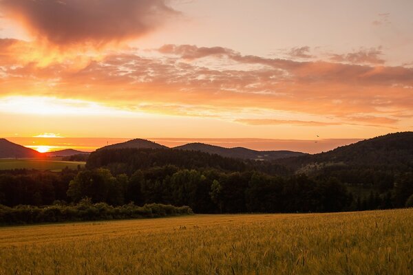 Golden field on the background of the forest in the light of the setting sun