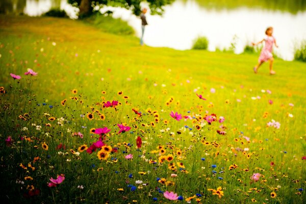 Европейская летняя трава с цветками