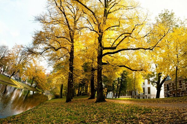 Trees in the park in autumn