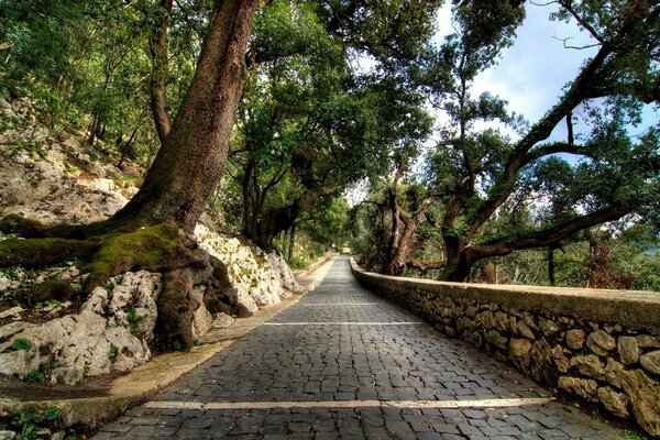 Camino de adoquines a lo largo del bosque