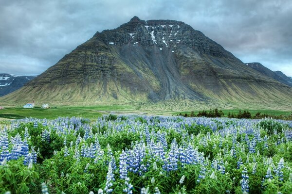 Indescritíveis vales de flores no sopé das montanhas