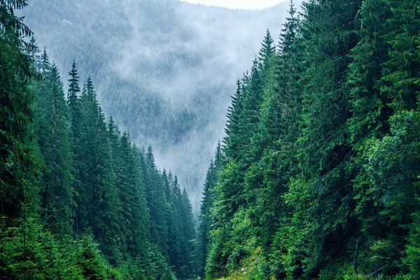 Brouillard dans la forêt de conifères de montagne