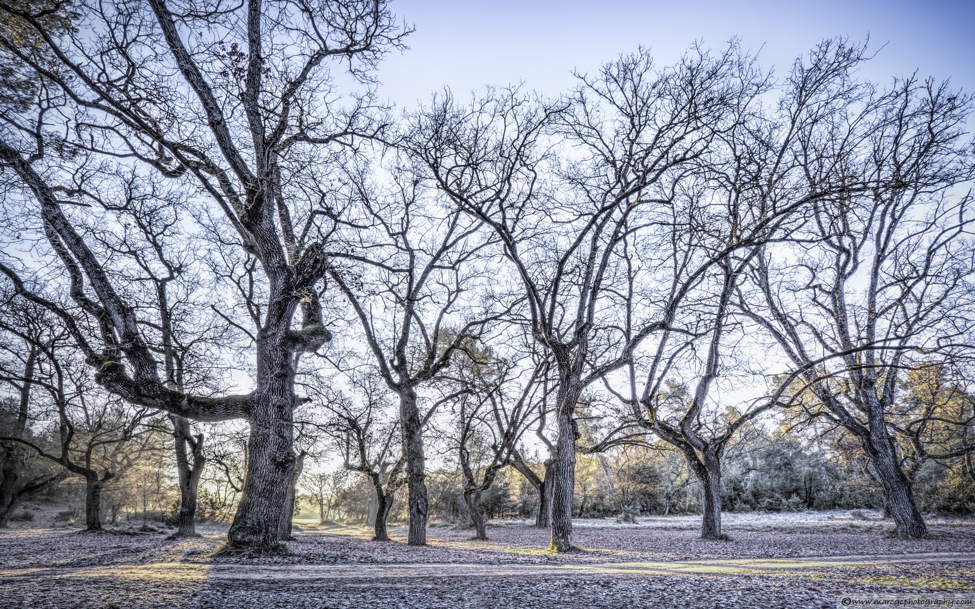 europe tree landscape season wood nature branch park oak fall trunk scenery scene rural leaf scenic environment fair weather sunny countryside guidance