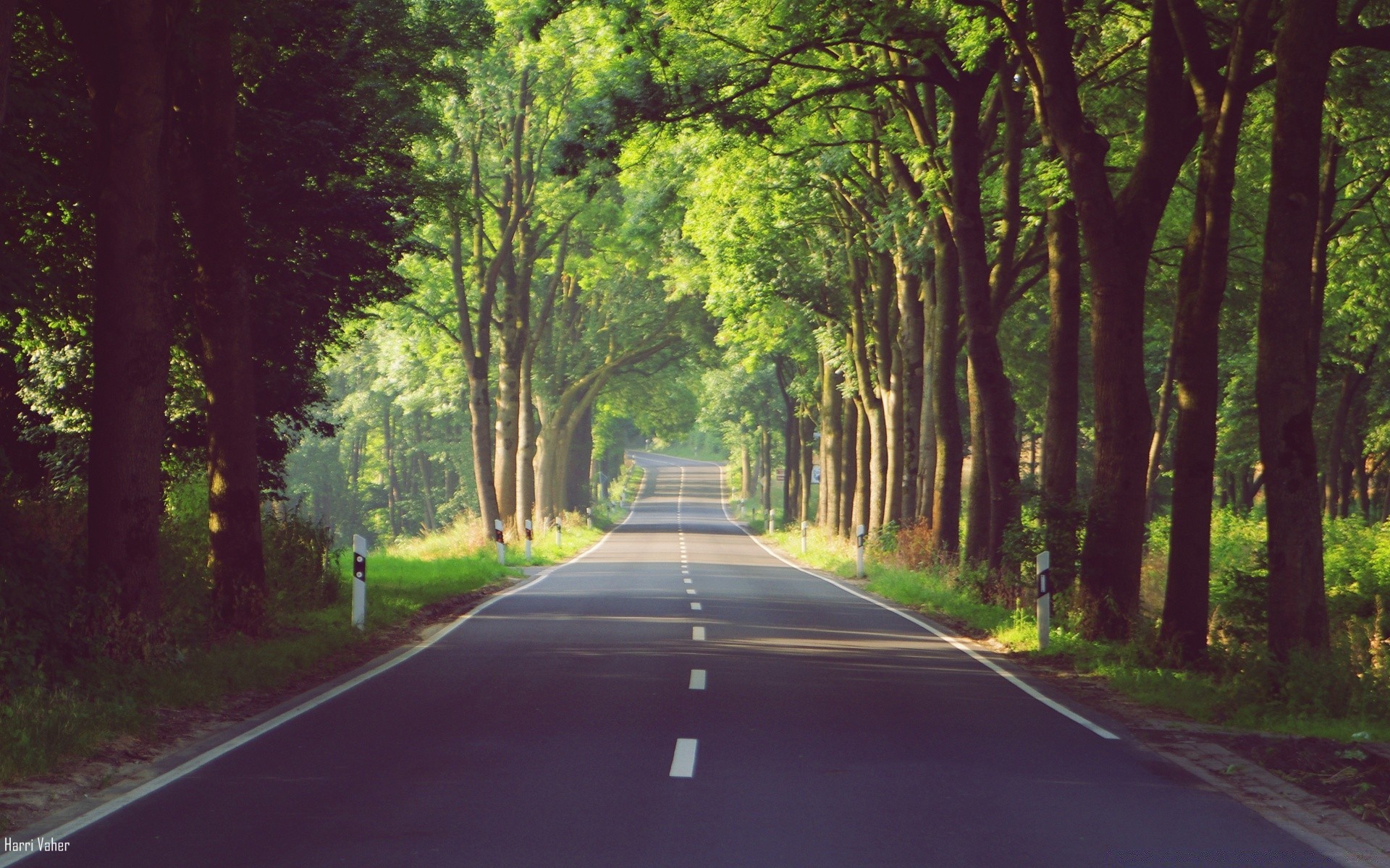 europe route guide bois asphalte bois ruelle paysage feuille perspective nature extérieur environnement parc système de transport autoroute aube lecteur lumière campagne