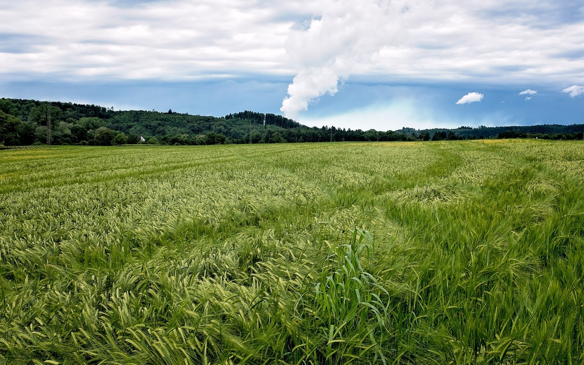 europe field agriculture rural pasture farm cereal landscape grass wheat countryside hayfield country crop summer growth soil nature farmland flora