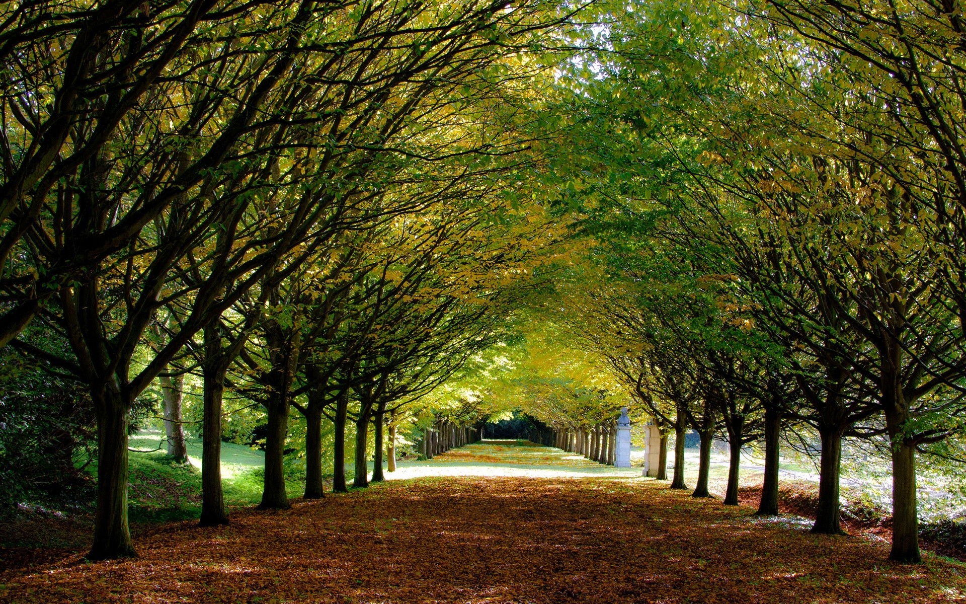 europa herbst baum blatt park holz landschaft dämmerung natur nebel sonne nebel zweig guide licht gutes wetter gasse straße im freien