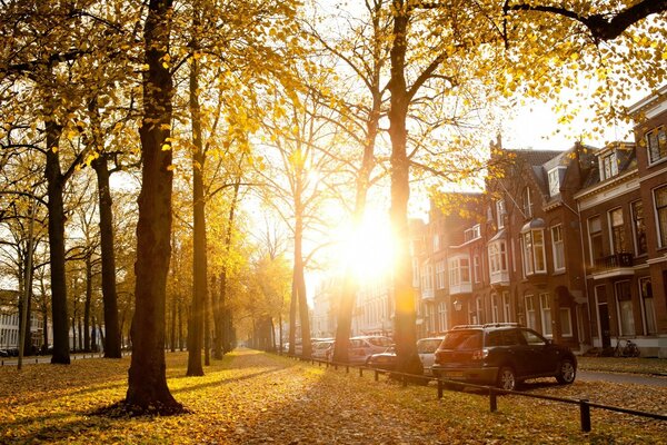 Autumn park at sunset landscape