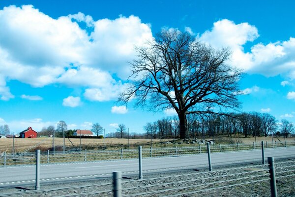 Árvore em meio a nuvens e campos