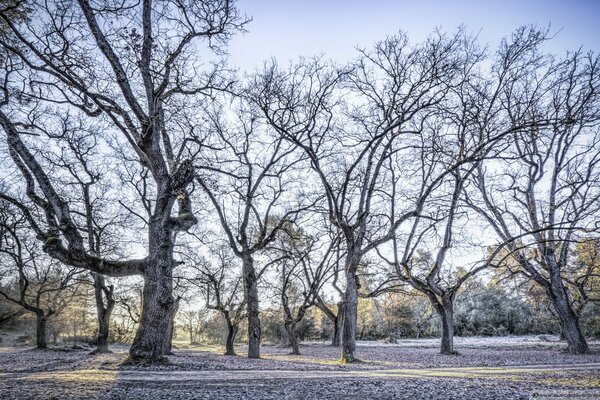 Dry trees in the forest in spring