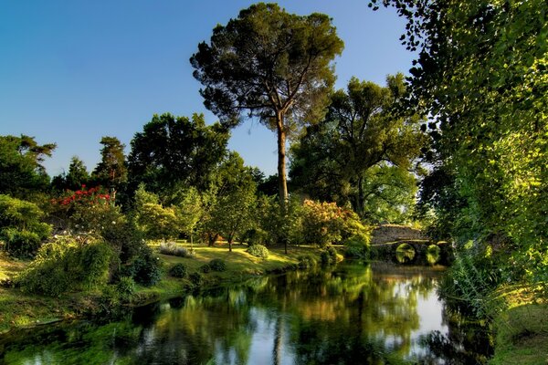 Landscape of the forest. Clear water