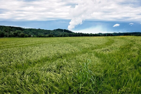 Grünes Feld mit Bergen am Horizont