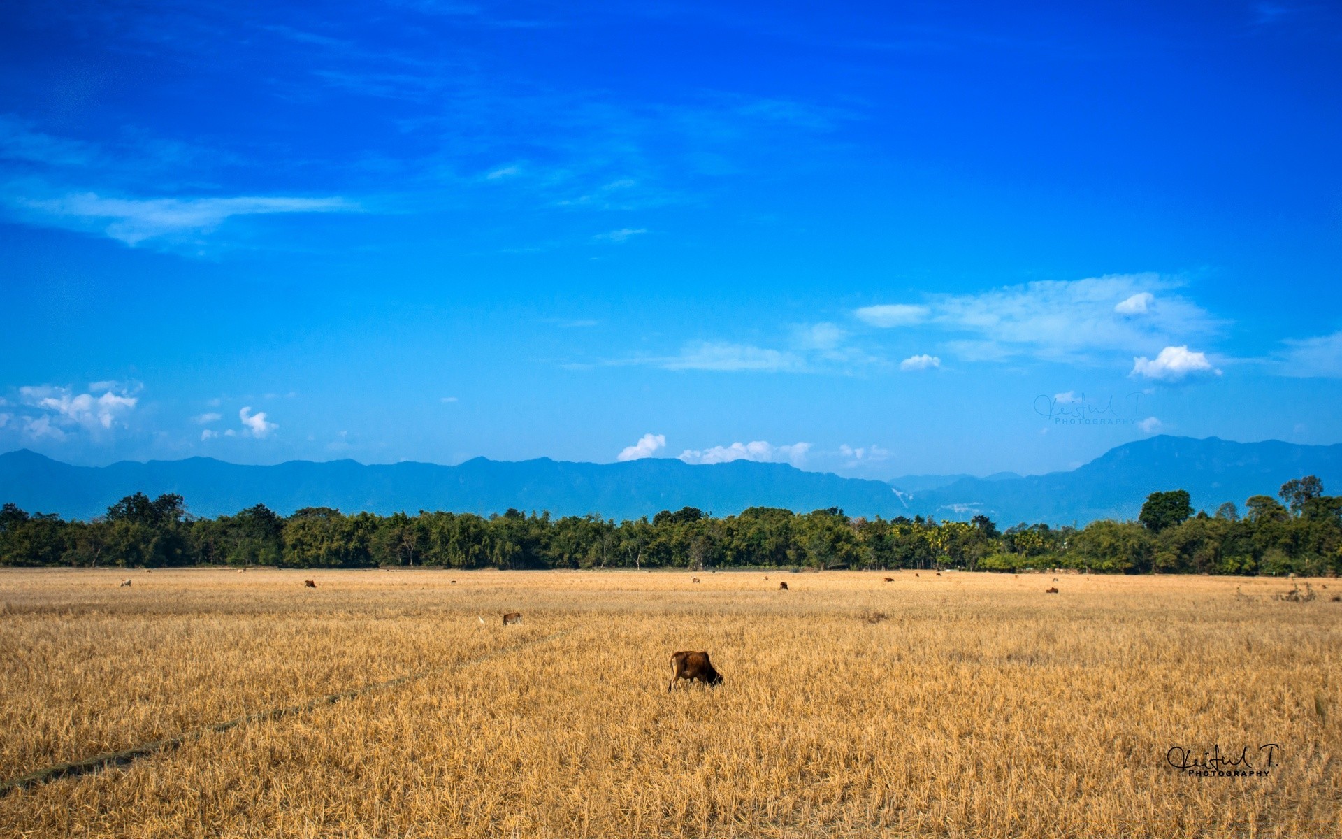 landscapes agriculture nature outdoors wheat landscape sky pasture rural countryside summer field cereal fair weather cropland farm crop