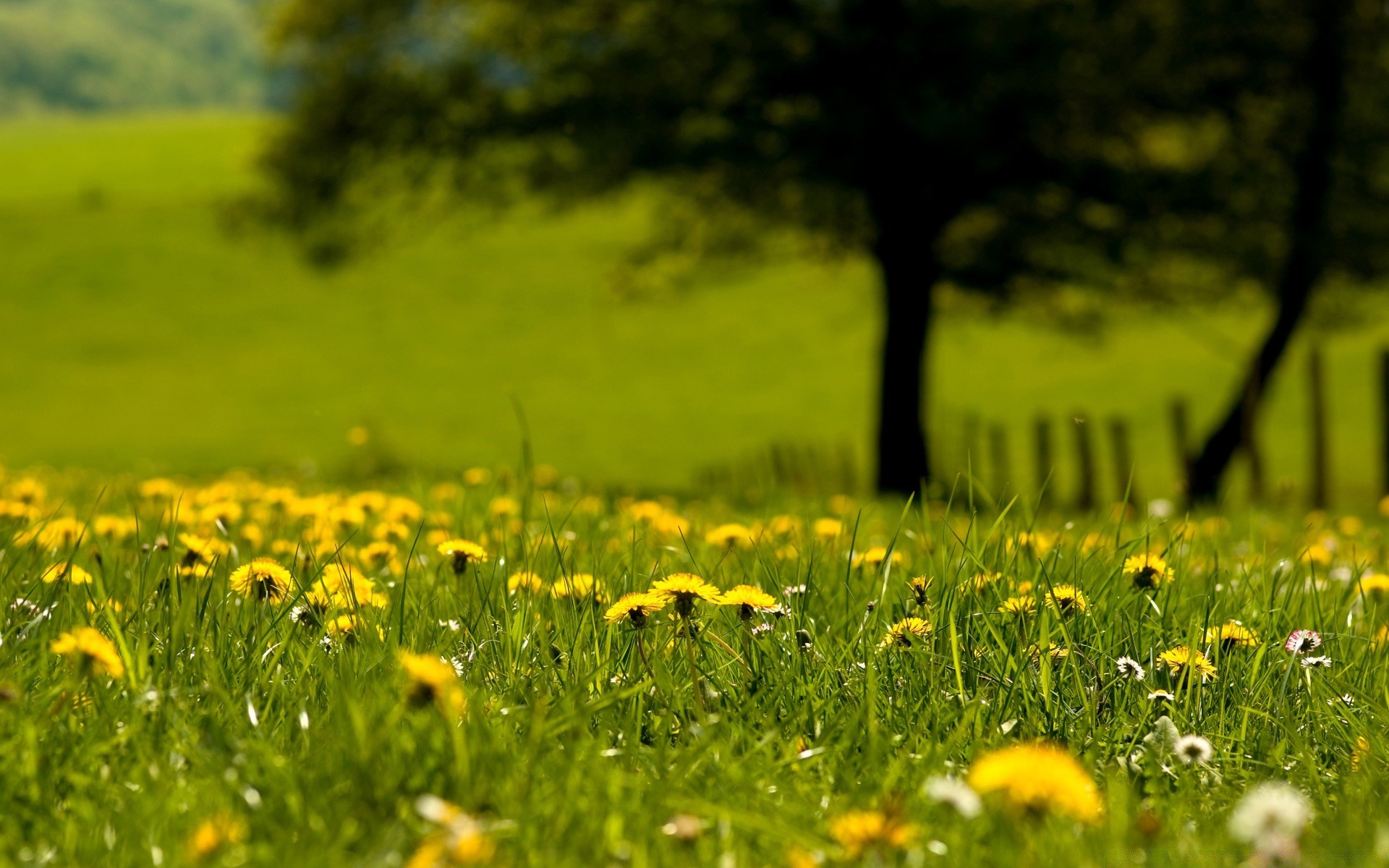 landscapes grass hayfield field rural nature dandelion summer flower sun flora growth lawn fair weather landscape pasture country season countryside scene