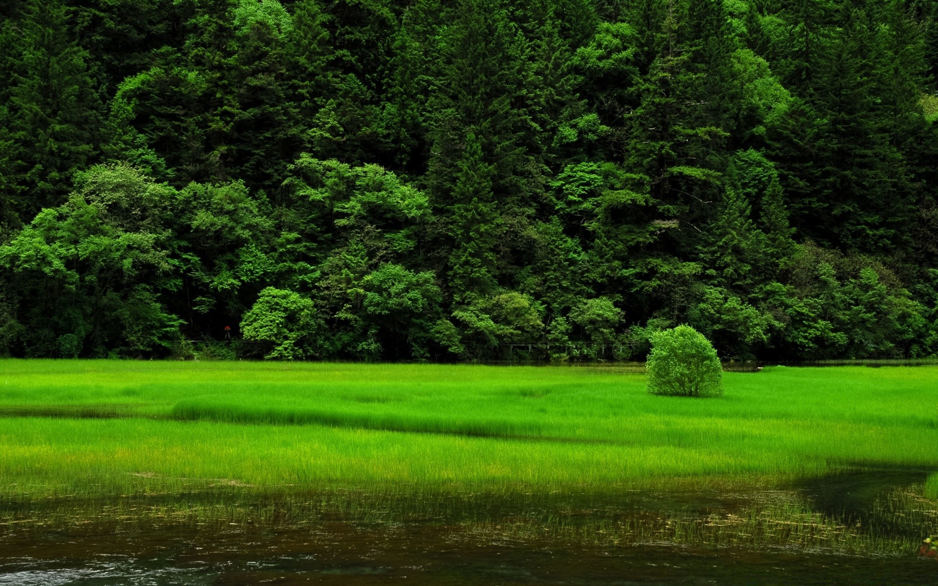 paisaje paisaje árbol naturaleza madera hierba escénico golf al aire libre verano heno medio ambiente idilio hoja