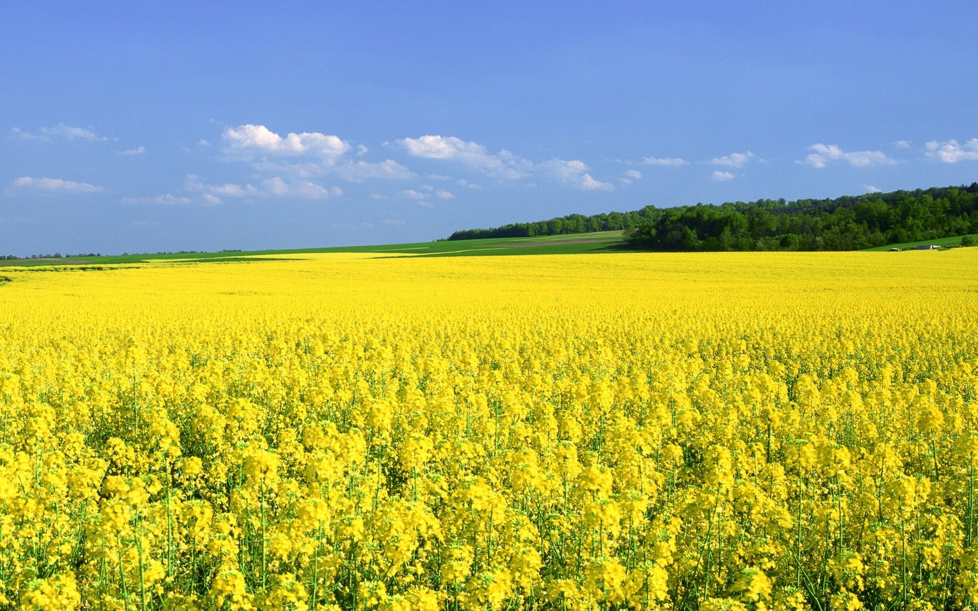 landschaft landwirtschaft feld ernte landschaft bauernhof des ländlichen öl landschaft natur blume himmel ölsaaten sommer ackerland im freien flora weide heuhaufen gutes wetter