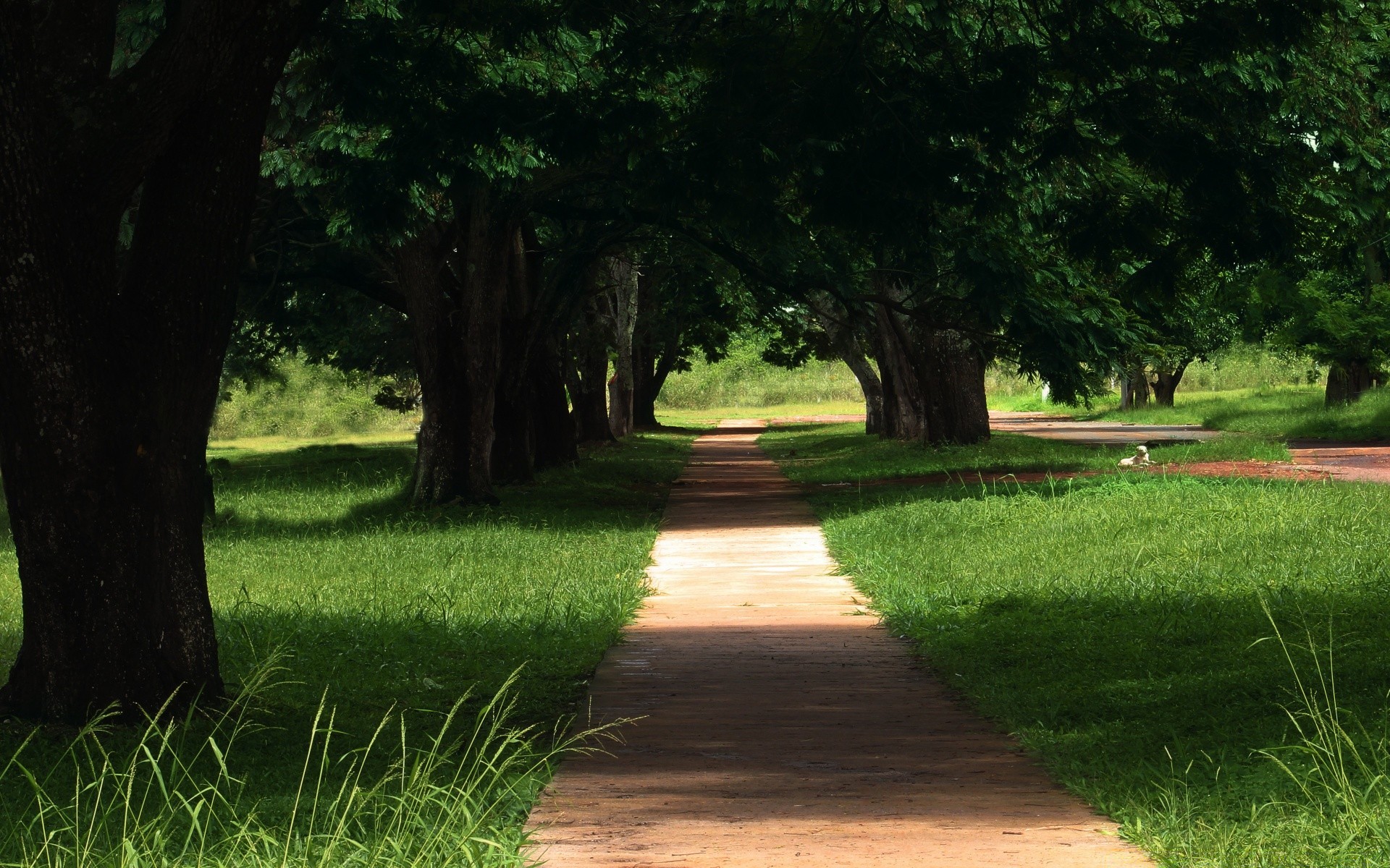 landscapes tree grass landscape park nature guidance leaf outdoors garden lawn environment wood road lush summer bench