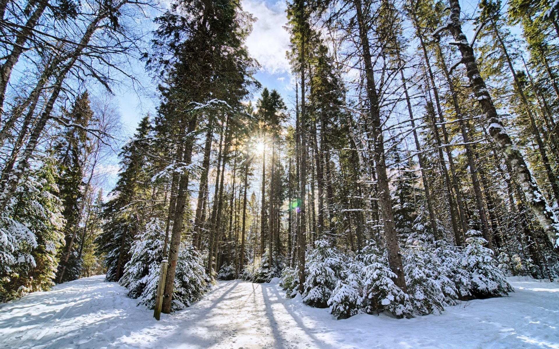 landscapes snow wood winter tree landscape season frost cold nature pine frozen fair weather scenic ice scene weather branch fir outdoors park