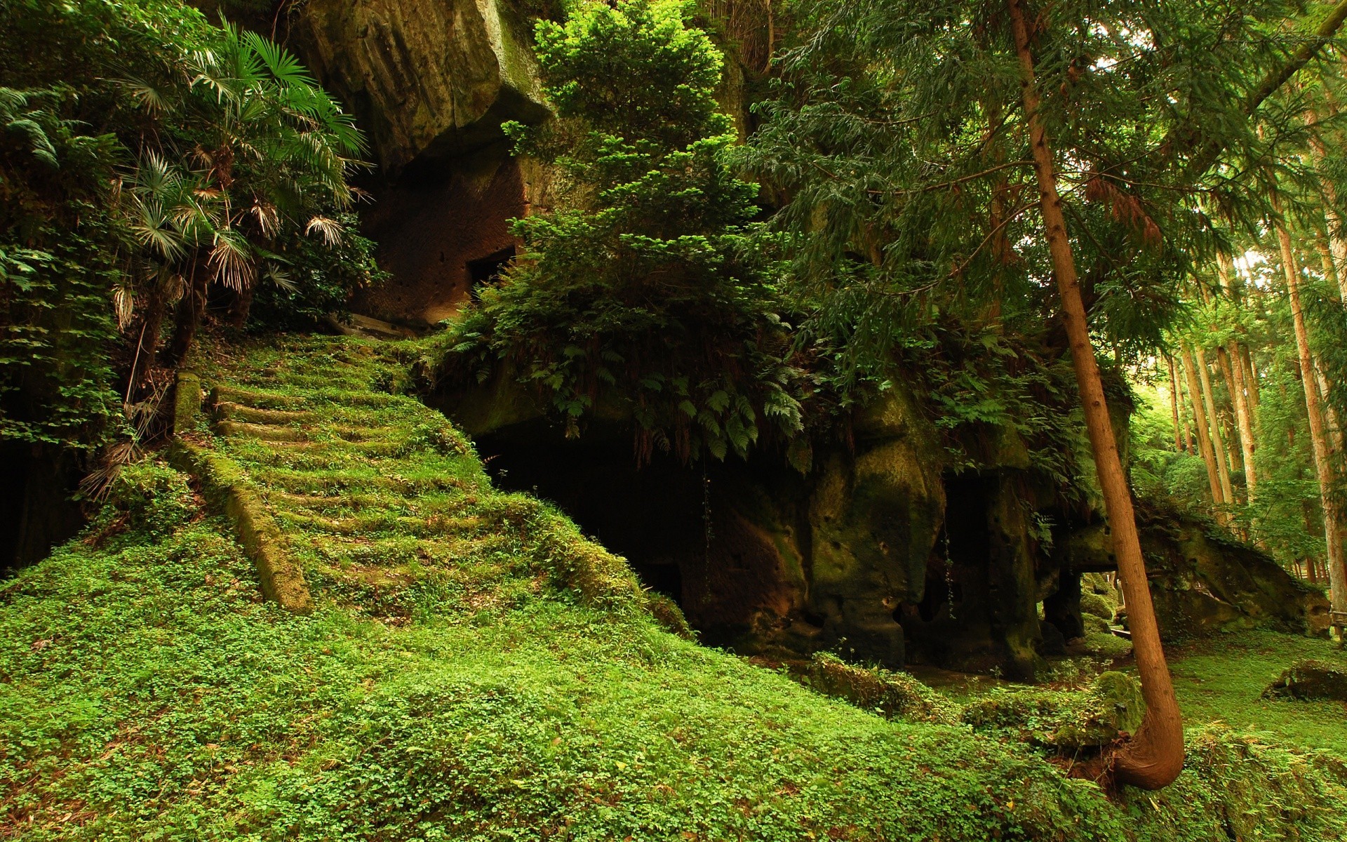 paesaggio legno albero natura foglia all aperto paesaggio parco viaggi foresta pluviale lussureggiante ambiente luce del giorno scenic estate sentiero guida trekking fern flora