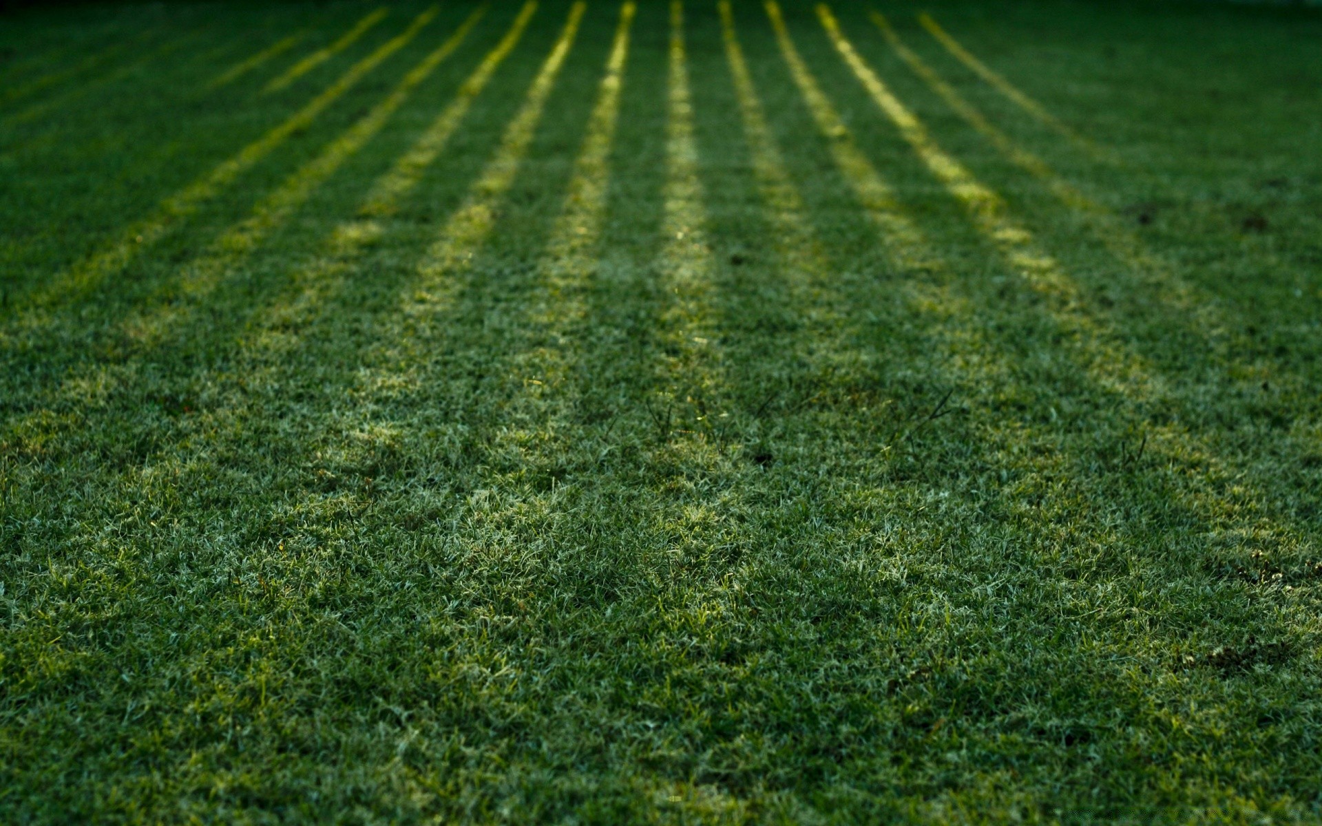 paesaggio crescita desktop agricoltura campo natura erba all aperto terreno paesaggio fattoria flora terra coltivata