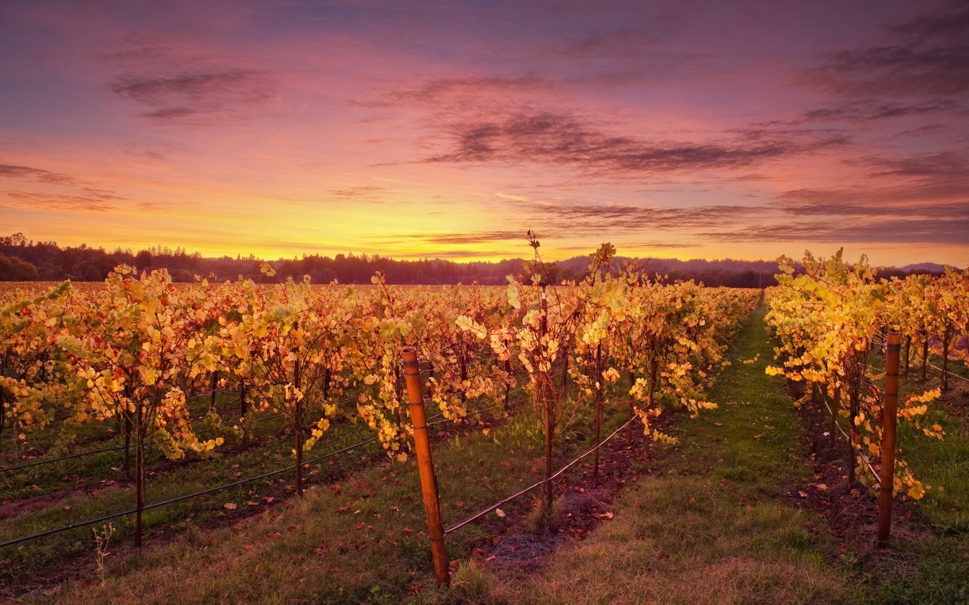 krajobrazy jesień krajobraz winnica drzewo natura wino na zewnątrz liść sezon sceniczny winnica wieś grapevine drewno wino wiejski flora rolnictwo pole